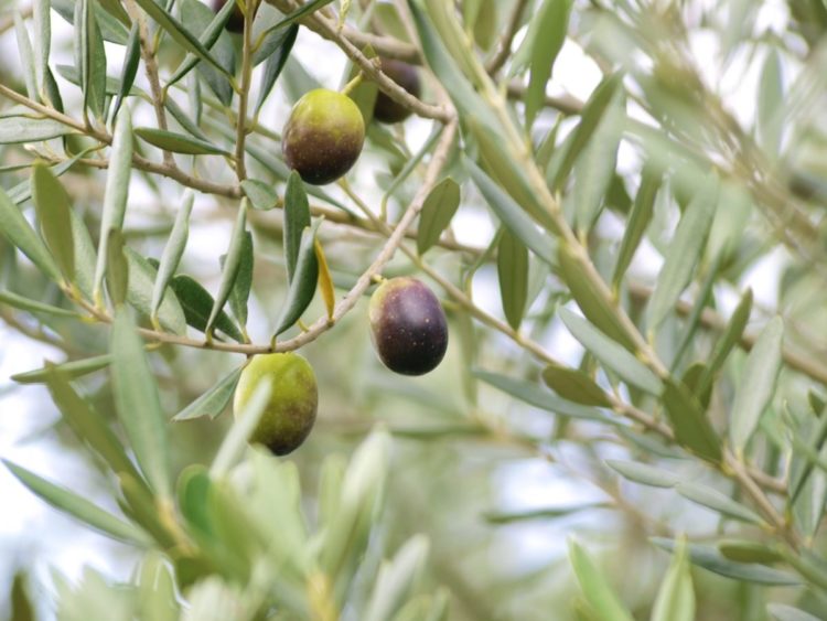 圧搾機,歴史,ねじ,ネジ,ボルト,ナット